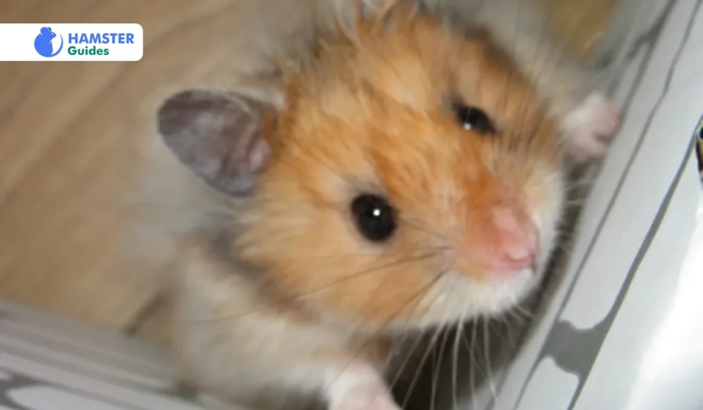 Grooming Of Gansu Hamster