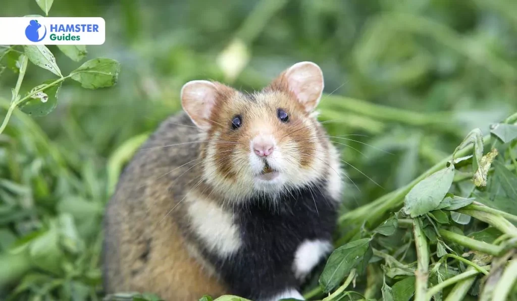 Hamster Breeds and Dietary Needs