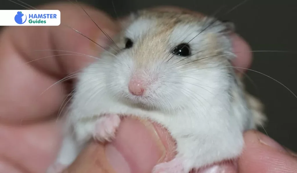 Hamster Sleep Environment And Care
