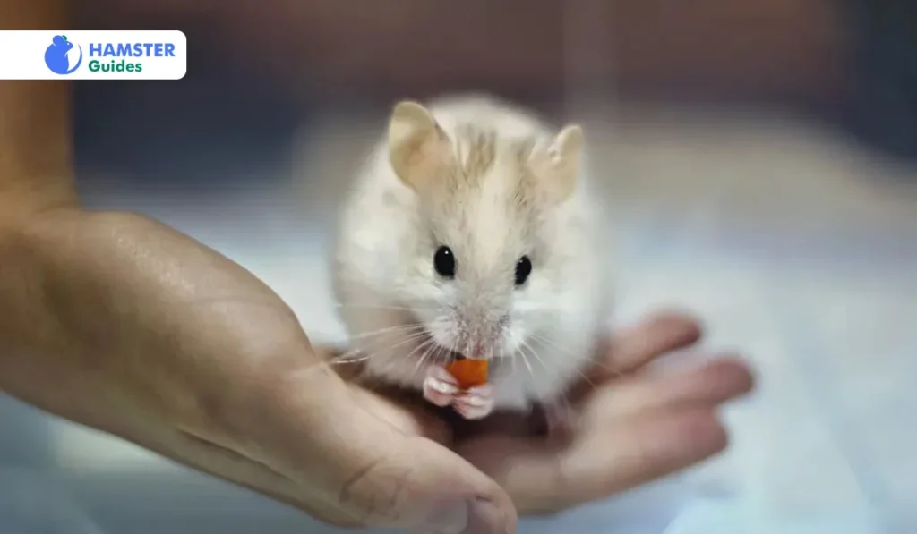 Hamster pellet Alternatives Abound