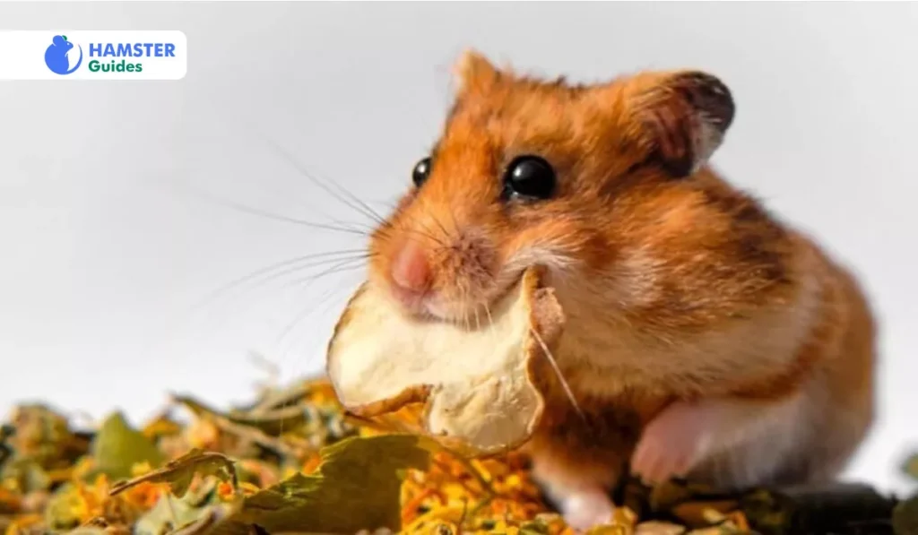 Hamster’s Dietary Requirements