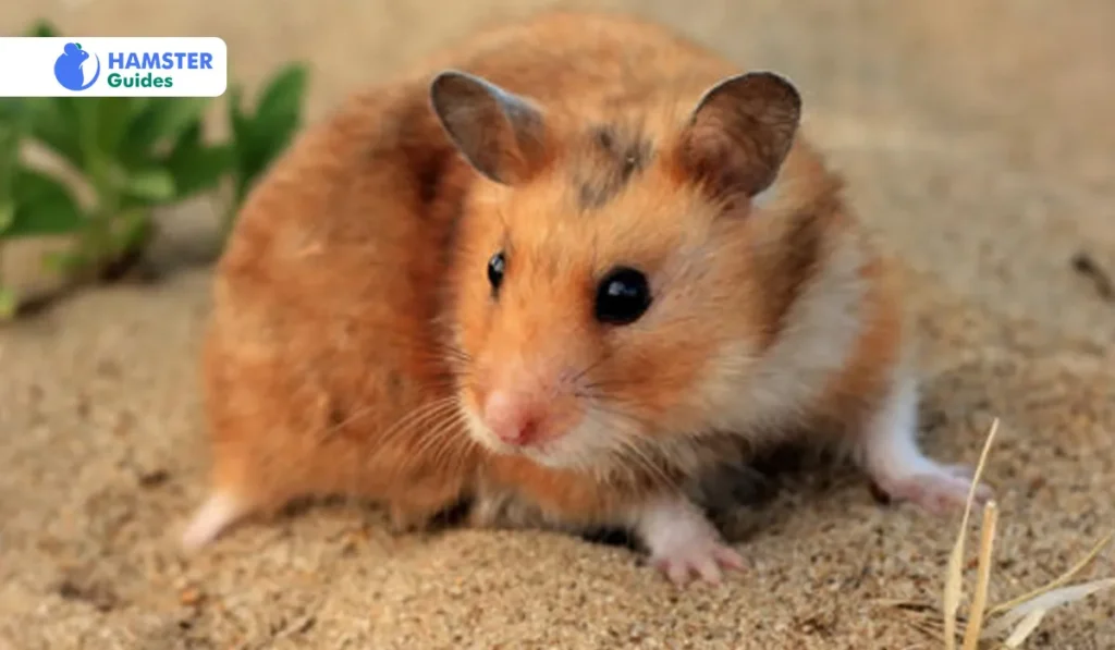 Hamsters’ Survival Duration Without Food And Water