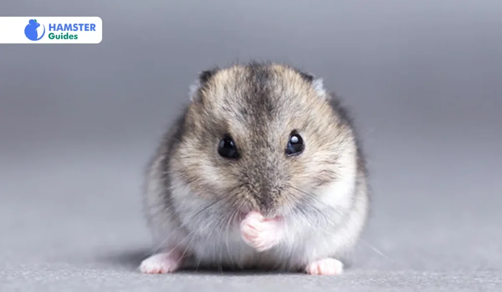 Handling and Socialization Grey Dwarf Hamster 