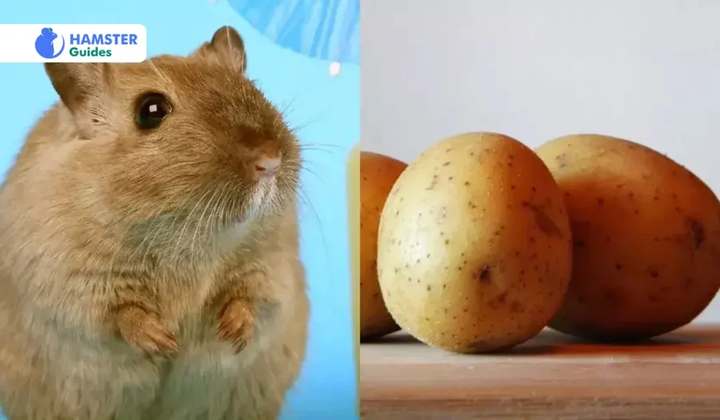 Health Benefits of Potatoes for Hamsters