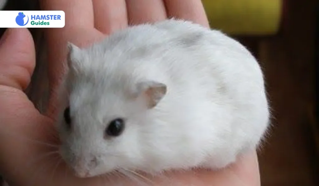 Hibernation Habits Of Winter White Hamsters