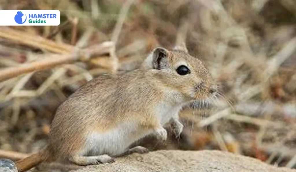 History of Allocricetus Hamsters 
