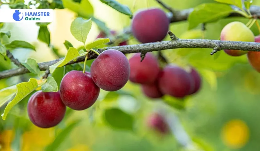How Are Plum Jam, Frozen Plums and Canned Plums Options? 