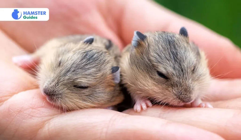 How Do We Stop Hamsters From Eating Their Babies