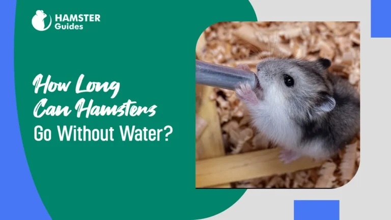 How Long Can Hamsters Go Without Water