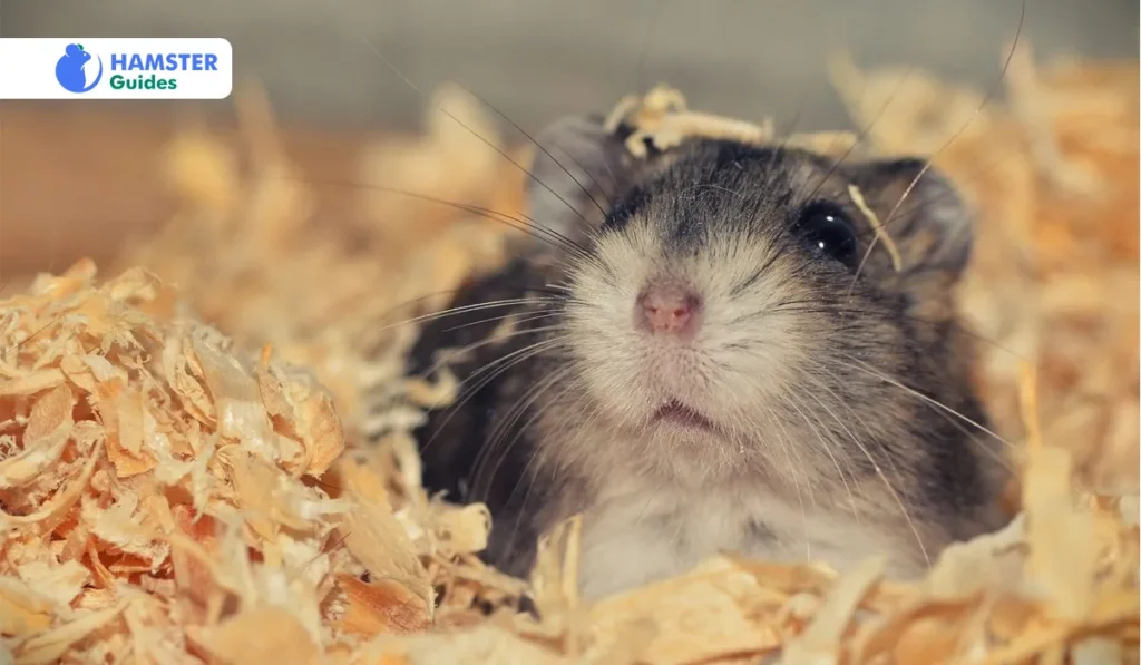 How Many Oats Can Be Fed to Hamsters
