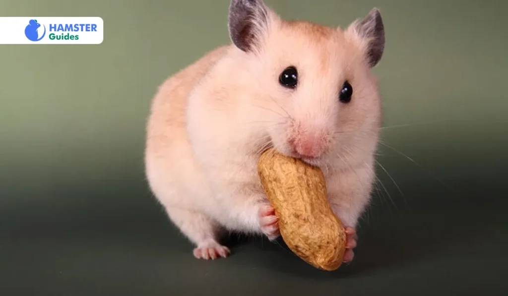 How Many Peanuts Can You Feed Your Hamster