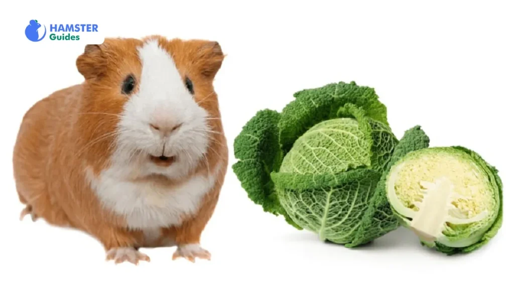 How Much Cabbage Can Hamsters Handle? 