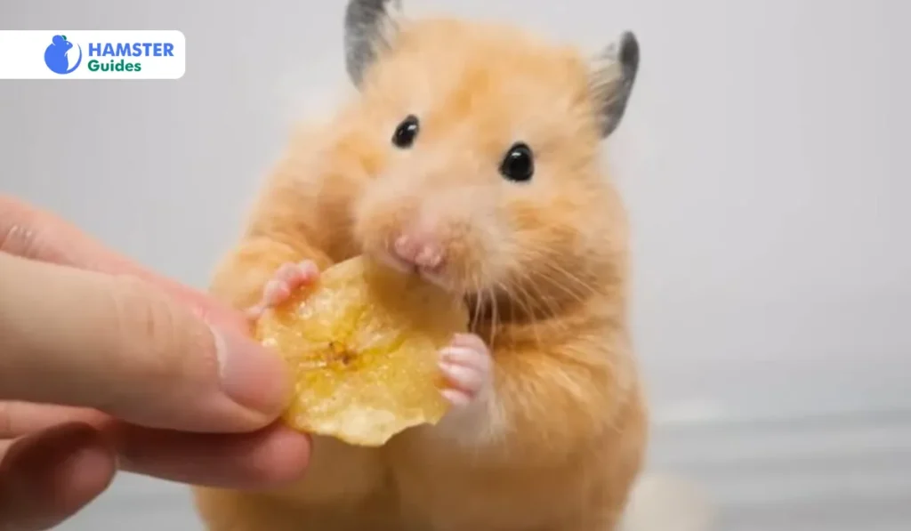 How Much Can Syrian Hamsters Eat Pears