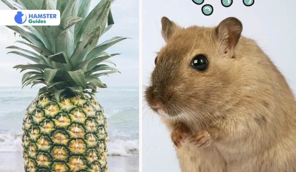 How Much Pineapple Should You Feed Your Hamster