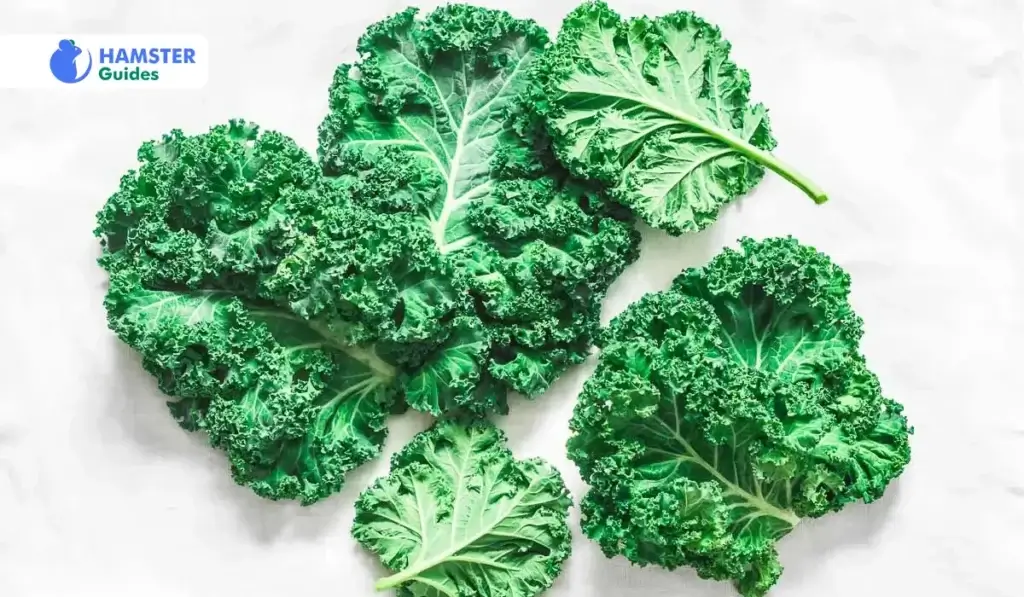 How-To-Prepare-Kale-For-Hamsters
