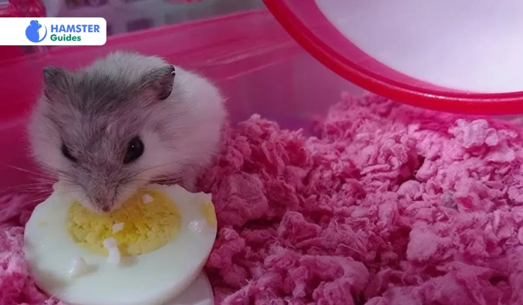How To Scramble Eggs For Hamsters