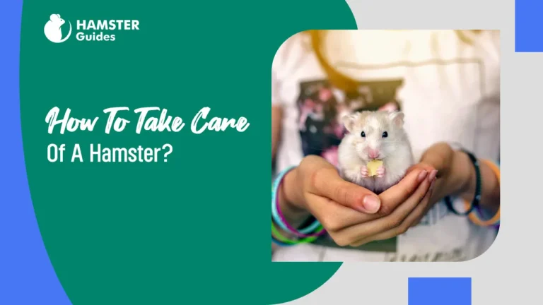How To Take Care Of A Hamster