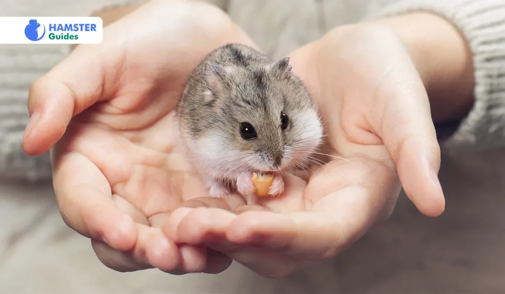 How To Take Care Of A Hamster As A Pet