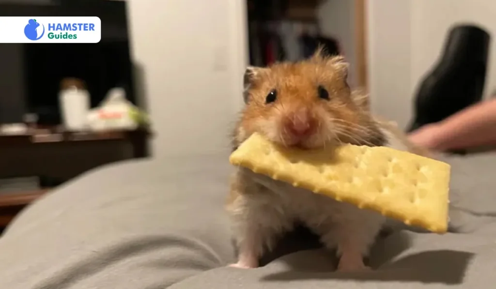 How to Make Homemade Hamster Crackers