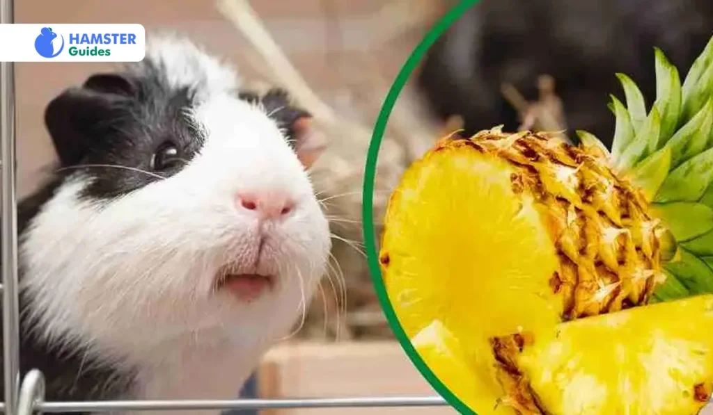 How to Serve Pineapple to Your Hamster