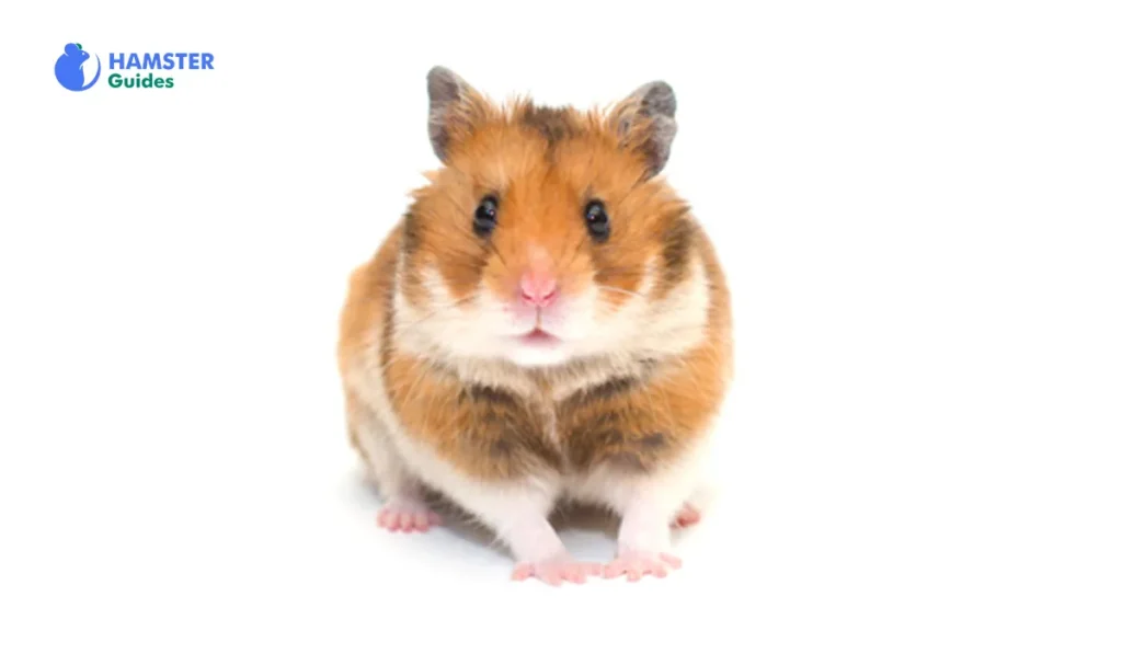 How to Take Care of a Hamster for Beginners