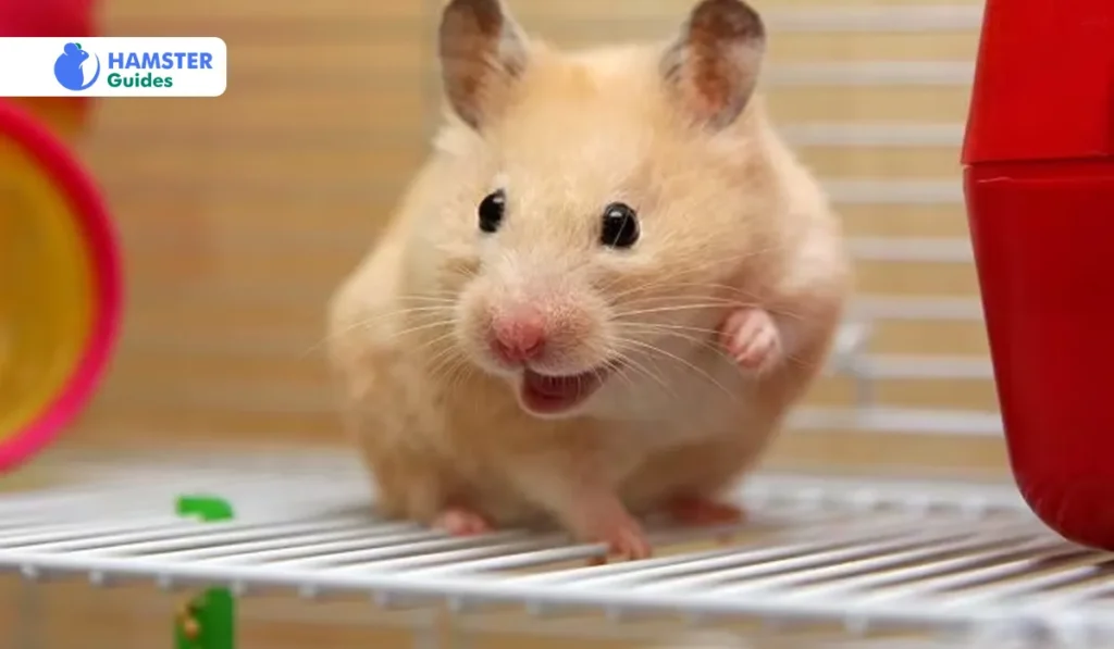 Influence On Hamster’s Health