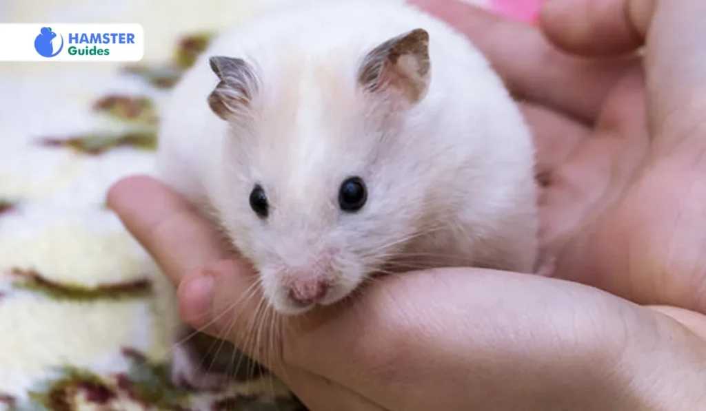 Interesting Trivia About White Dwarf Hamsters