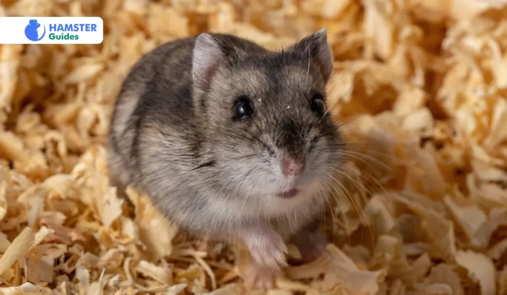 Interesting Trivia and Facts about Roborovski Dwarf Hamsters