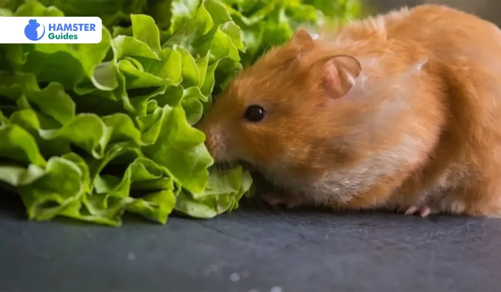 Is Arugula Suitable For Hamster