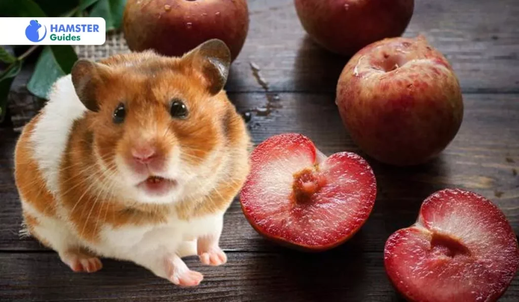 Knowing About Plums in a Hamster's Diet