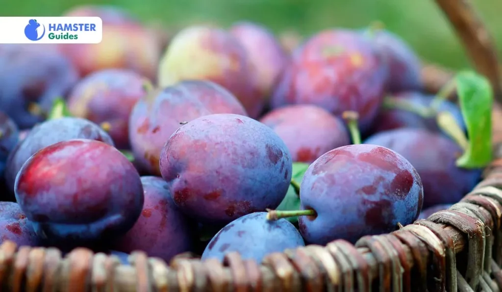 Learning About Plum Varieties