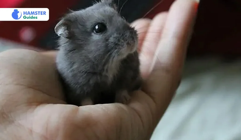 Lifespan and Health of Grey Dwarf Hamster 