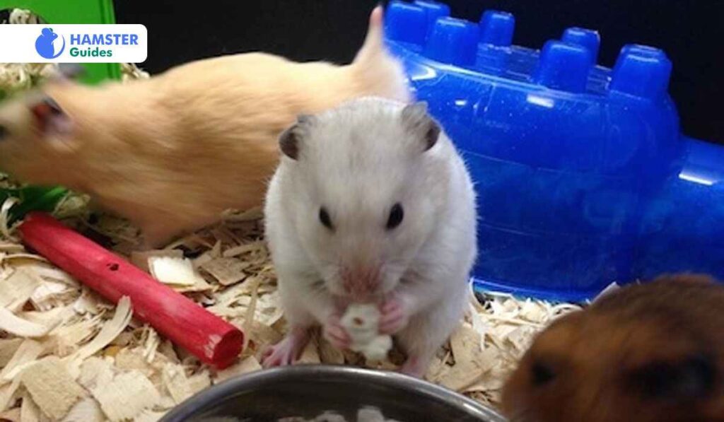 Monitoring Hamster Reactions to New Foods