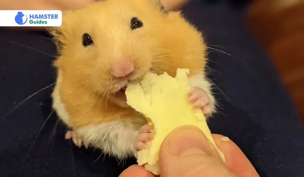 Navigating The Cheese Options  Types Of Cheese For Hamsters