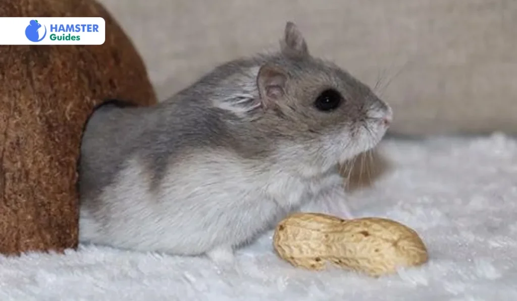 Nesting and Bedding Materials For Your Pet