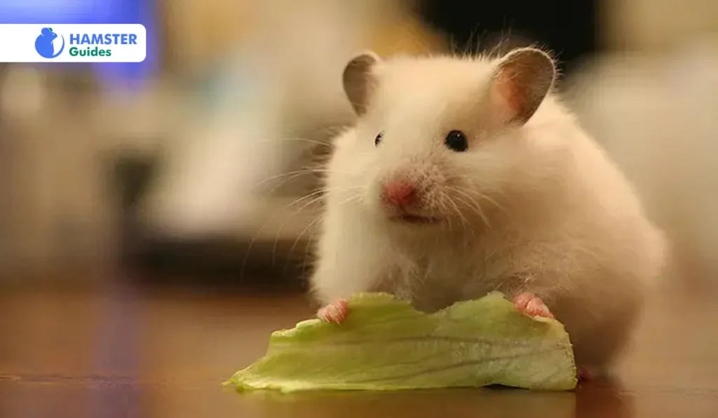 Nutritional Benefits of Arugula for Hamsters