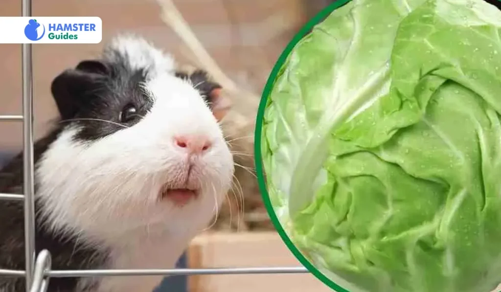 Nutritional Benefits of Cabbage 