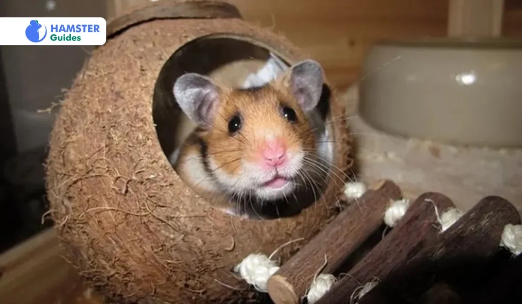 Nutritional Breakdown of Asparagus for Hamsters