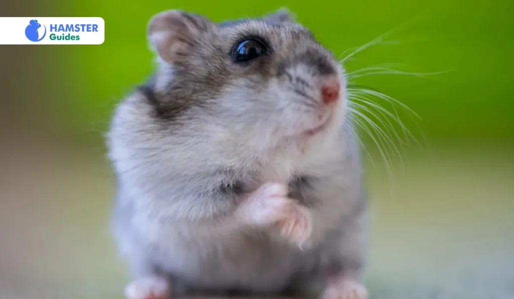 Nutritional Needs of Hamsters