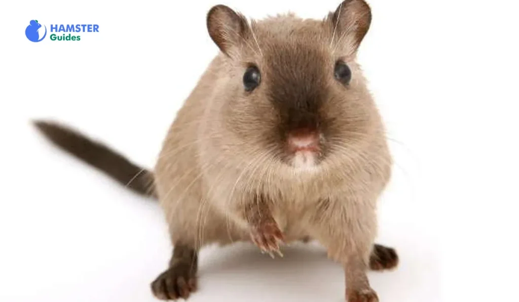 Onion Poisoning In Hamsters