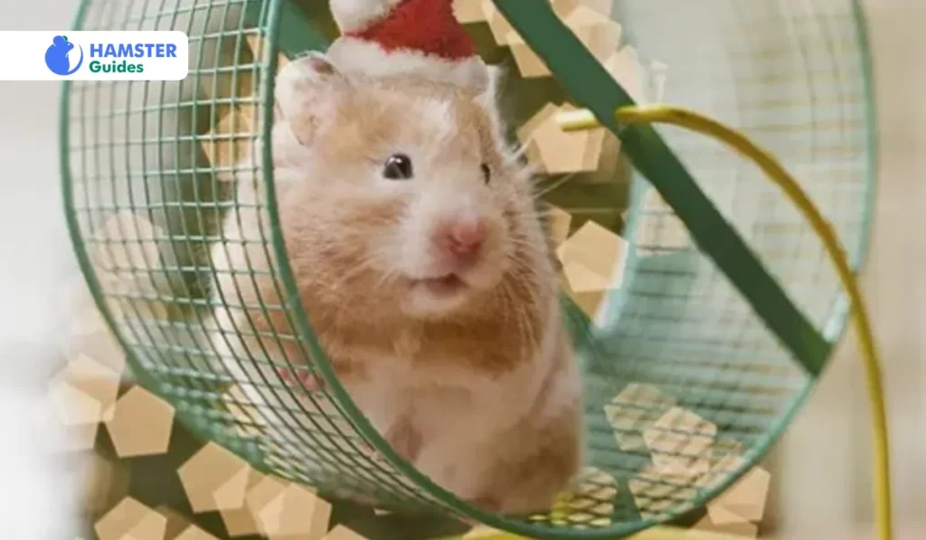 Overweight Hamsters and Exercise