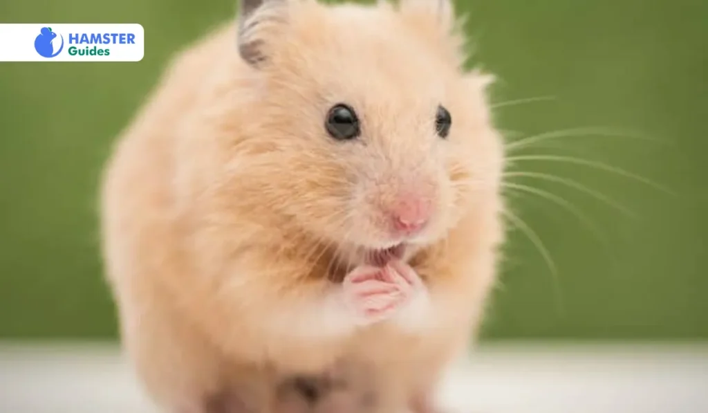 Peppers A Nutritious Addition to the Hamster Diet