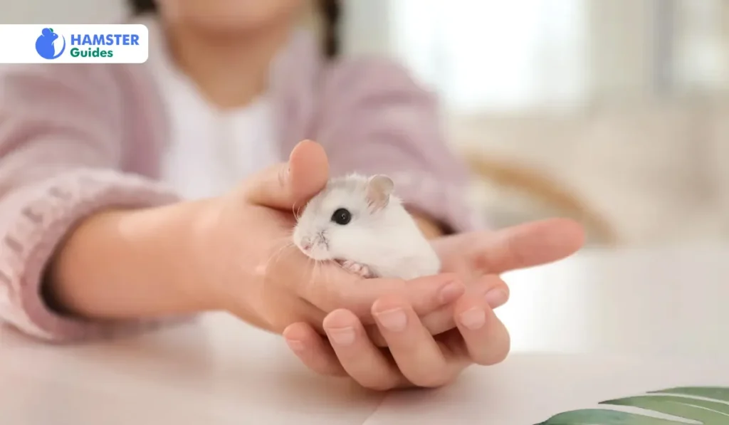 Physical features of the Roborovski Dwarf Hamster 