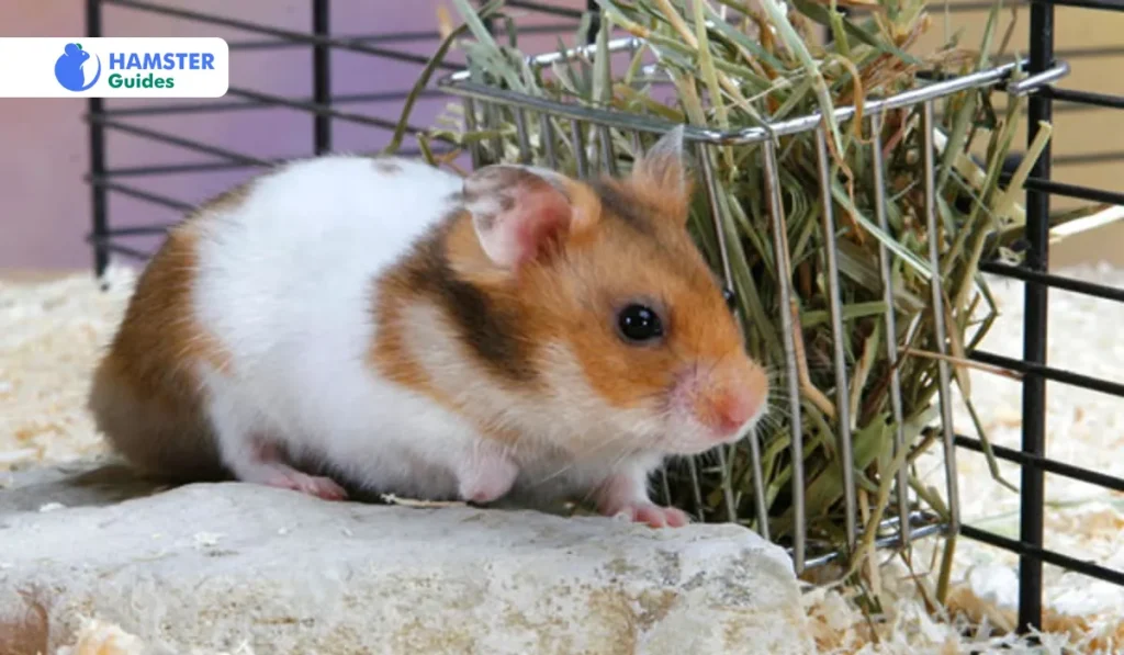 Physiological Adaptations