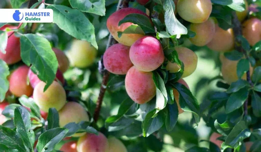 Plum Branches and Leaves' Potential for Toxic Effects 