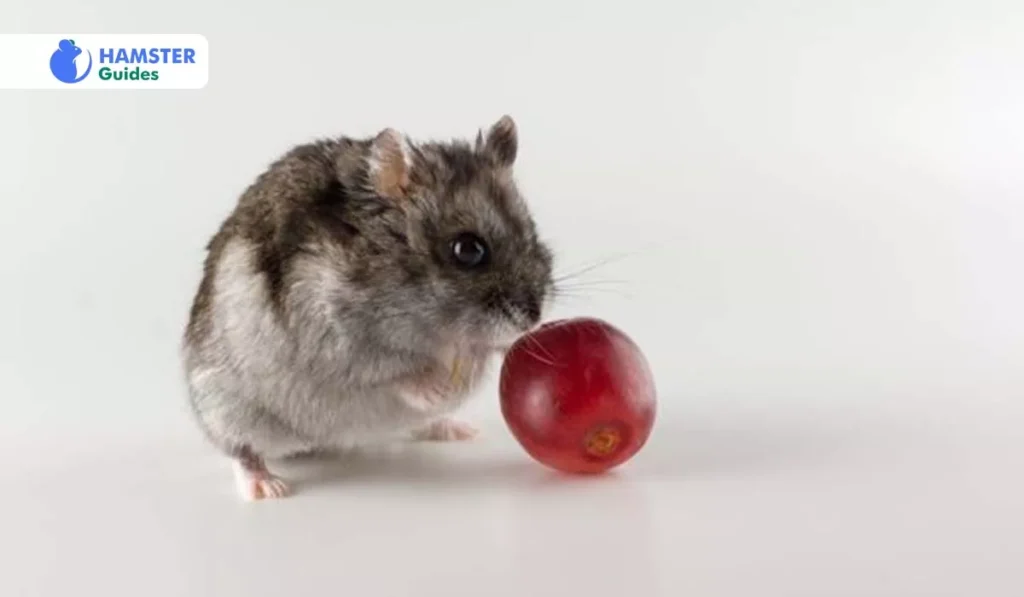 Plums Have Several Beneficial Effects On Hamster's Health