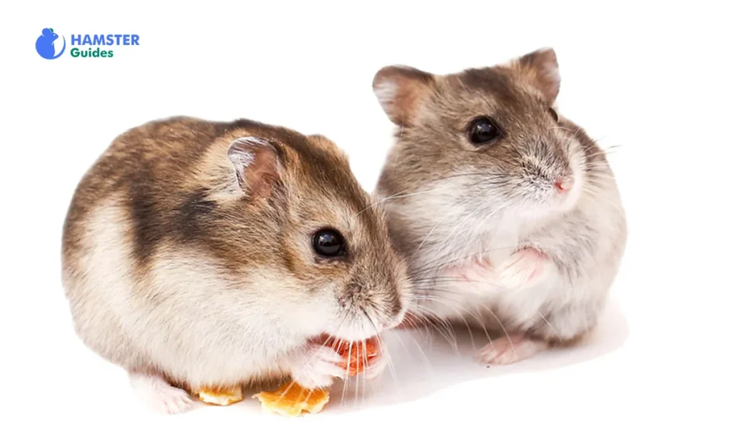 Possible Dangers of Giving Kale to Hamsters 