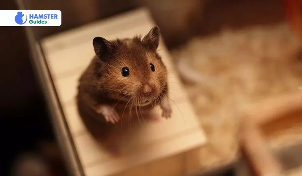 Potential Benefits of Honey for Hamsters