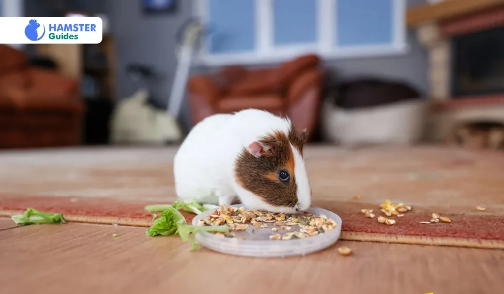 Potential Hazards of Bird Food for Hamsters