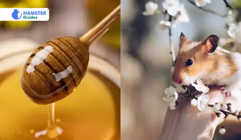 Potential Risks and Dangers of Honey for Hamsters